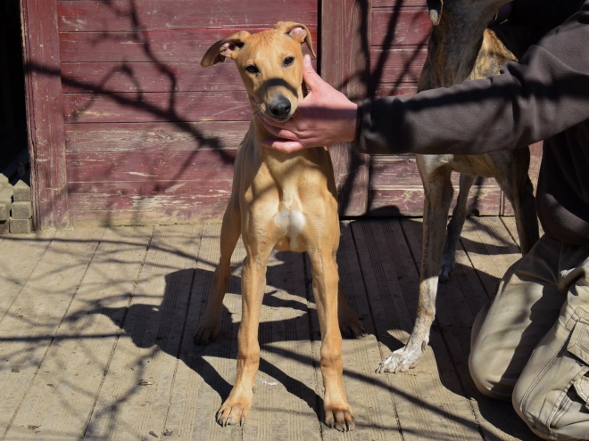 Hungarian Greyhound puppy for sale