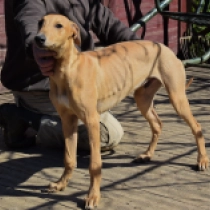 Perros Lebrel Húngaro en venta