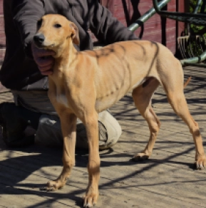 Hungarian Greyhound puppy for sale