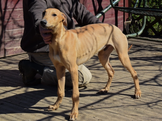 Hungarian Greyhound puppy for sale