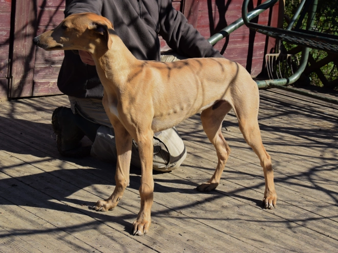 Hungarian Greyhound puppy for sale