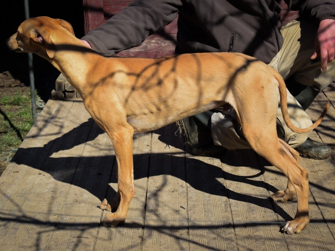 Hungarian Greyhound puppy for sale
