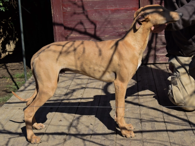 Hungarian Greyhound puppy for sale