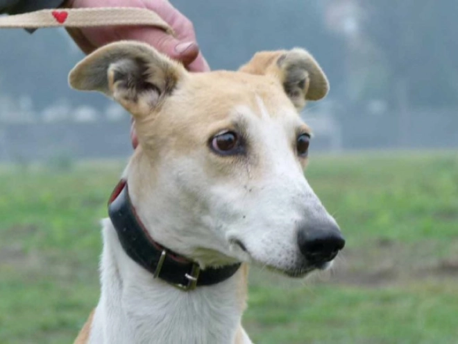 Hungarian Greyhound puppy for sale