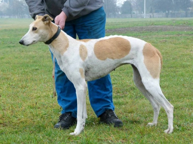 Hungarian Greyhound puppy for sale