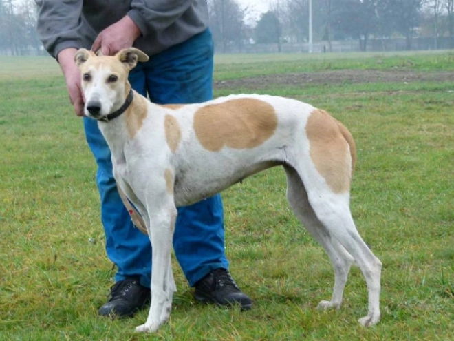 Hungarian Greyhound puppy for sale