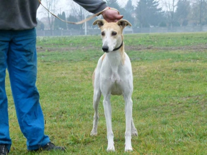 Hungarian Greyhound puppy for sale