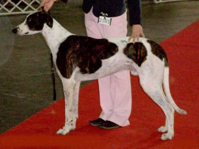 Hungarian Greyhound puppy for sale
