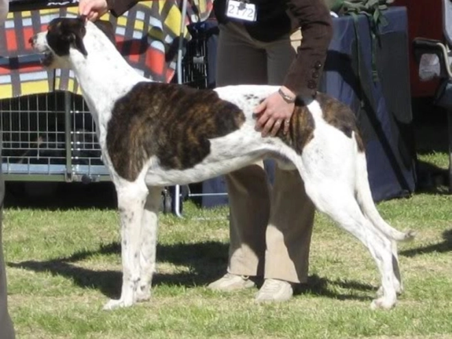 Hungarian Greyhound puppy for sale
