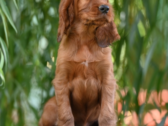Irish Setter puppy for sale