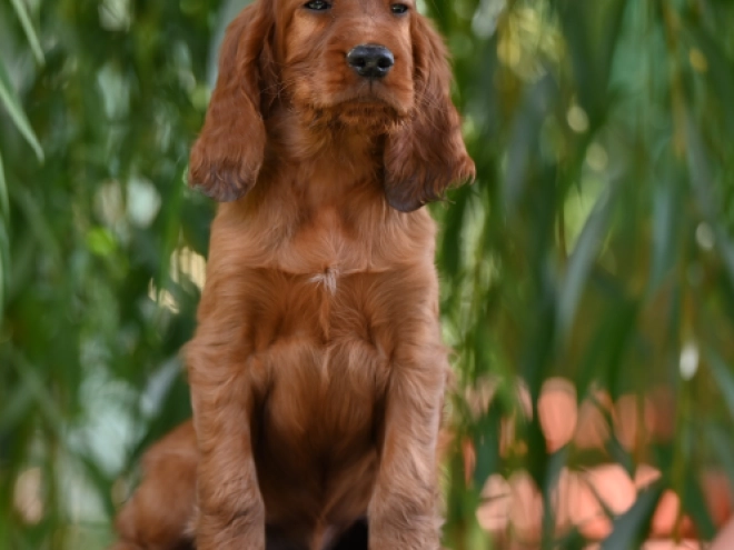 Irish Setter puppy for sale