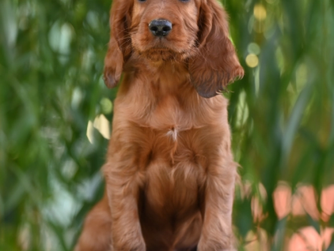 Irish Setter puppy for sale