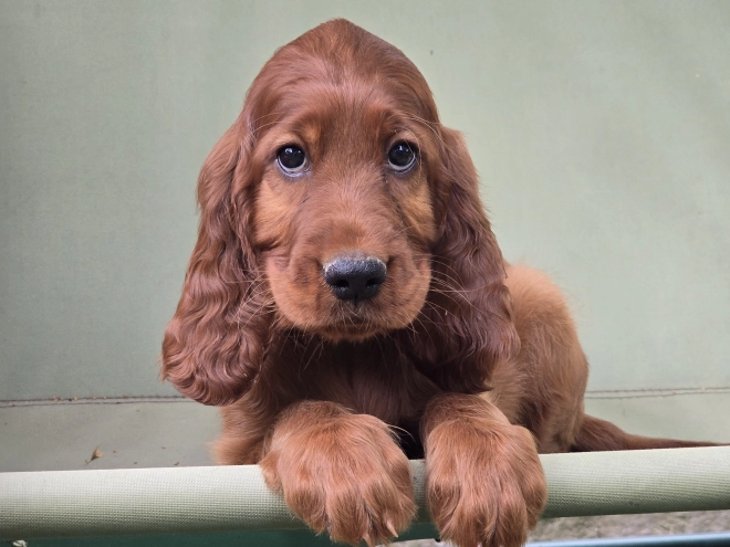 Irish Setter puppy for sale