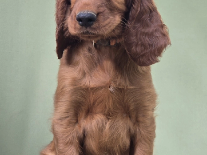 Irish Setter puppy for sale