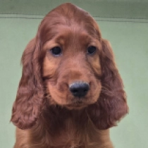 Molly Big Red, red Irish Setter for sale