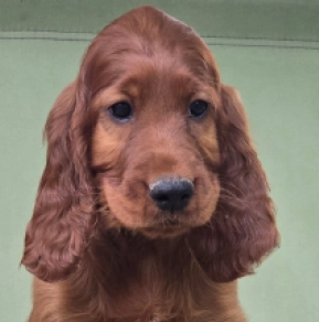 Irish Setter puppy for sale