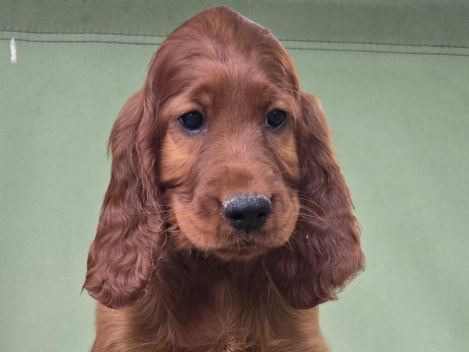 Irish Setter puppy for sale