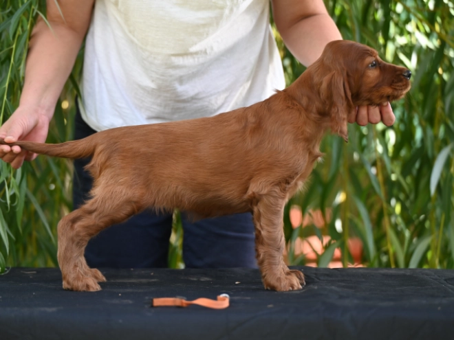 Irish Setter puppy for sale