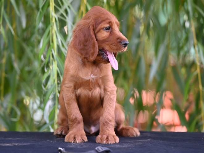 Irish Setter puppy for sale