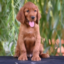Brosnan, red Irish Setter for sale