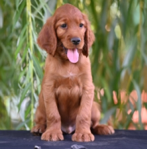 Irish Setter puppy for sale