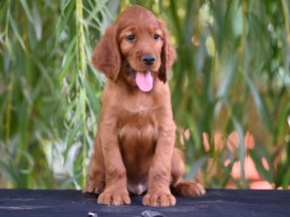 Irish Setter puppy for sale
