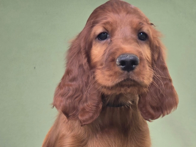 Irish Setter puppy for sale