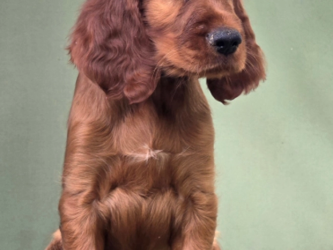 Irish Setter puppy for sale