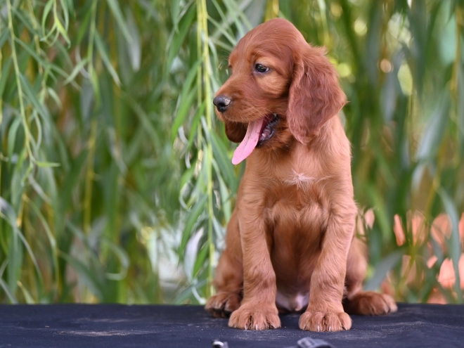 Irish Setter puppy for sale