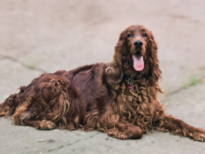 Irish Setter puppy for sale