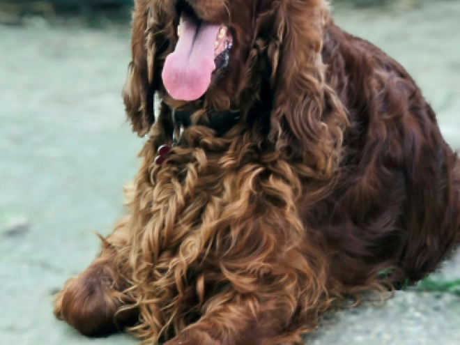 Irish Setter puppy for sale