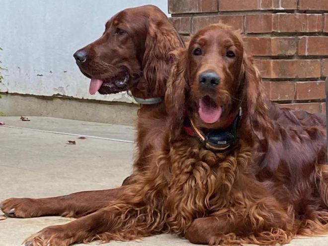 Irish Setter puppy for sale