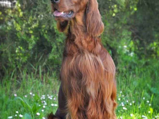 Irish Setter puppy for sale