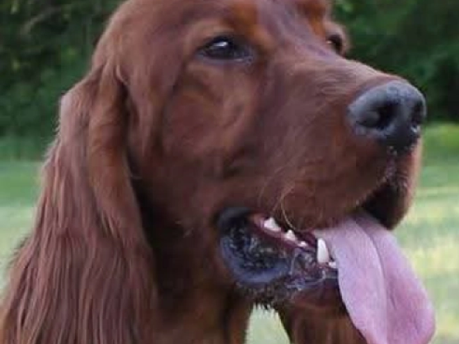 Irish Setter puppy for sale