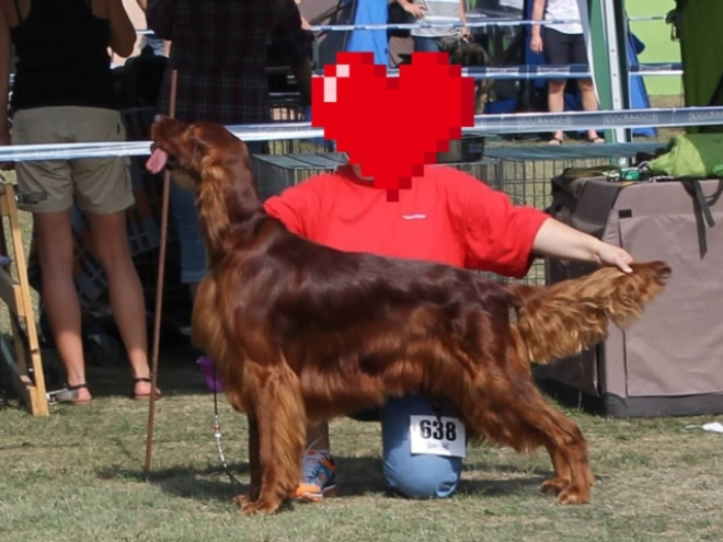 Irish Setter puppy for sale