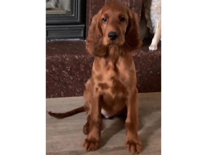 Perros Setter Irlandés en venta