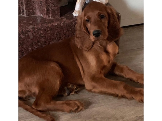 Perros Setter Irlandés en venta