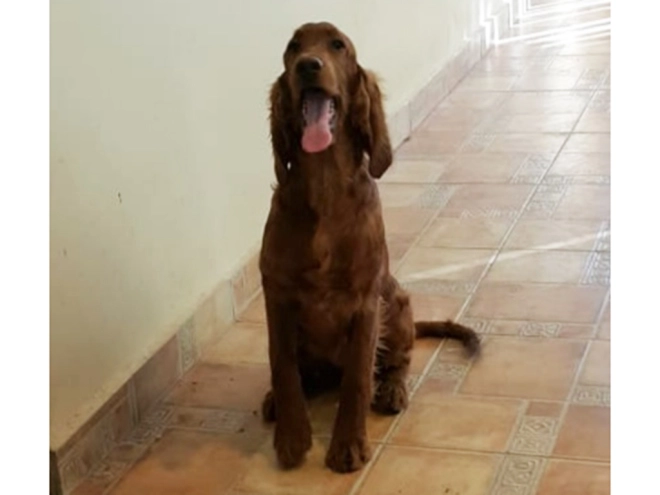 Perros Setter Irlandés en venta