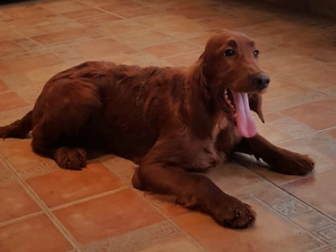 Perros Setter Irlandés en venta