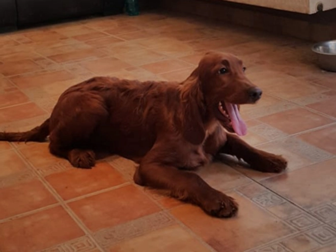 Perros Setter Irlandés en venta