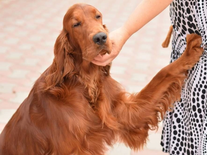 Perros Setter Irlandés en venta