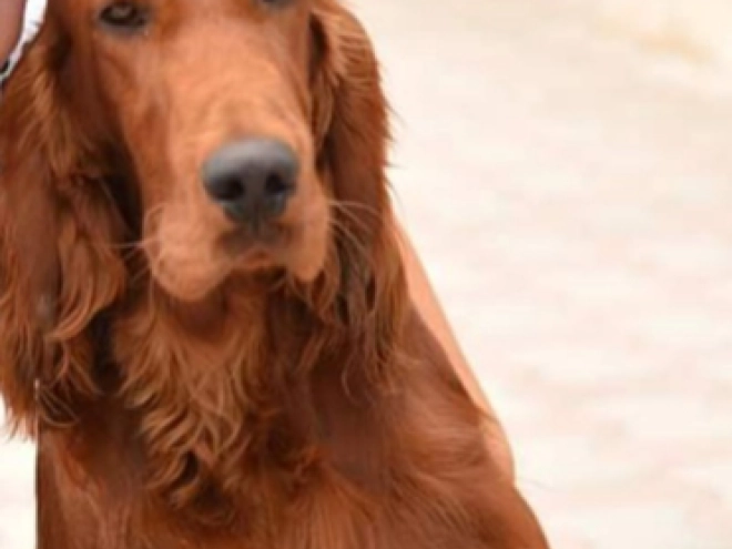 Perros Setter Irlandés en venta