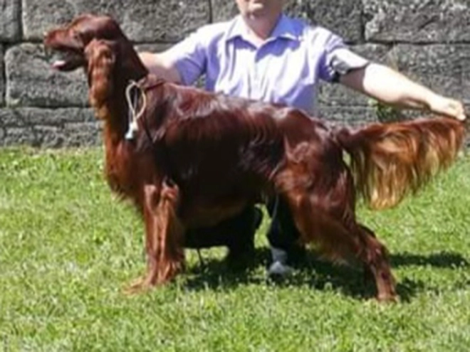 Perros Setter Irlandés en venta