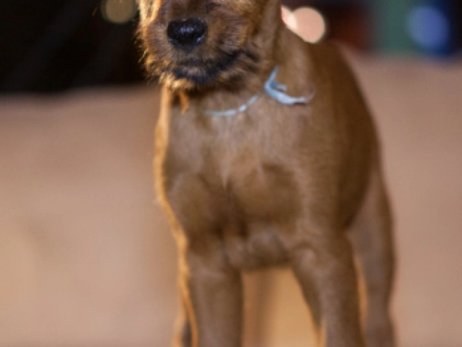 Irish Terrier Welpe zu verkaufen