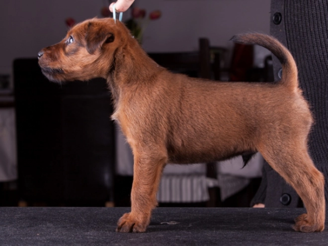 Irish Terrier Welpe zu verkaufen