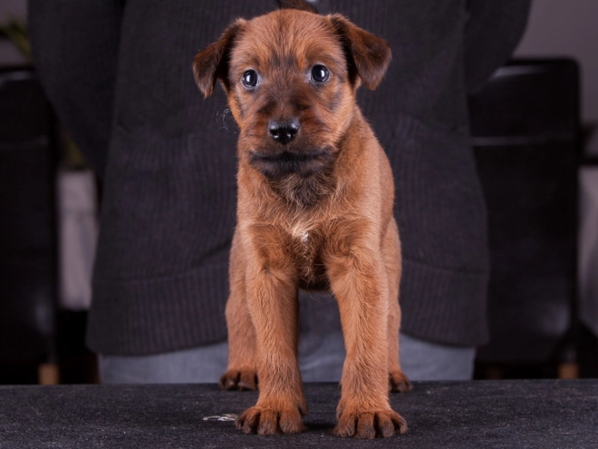 Irish Terrier Welpe zu verkaufen