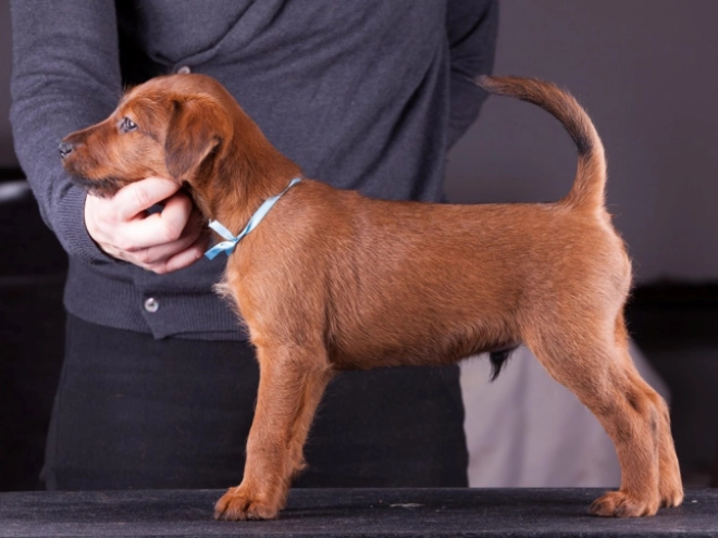 Irish Terrier Welpe zu verkaufen
