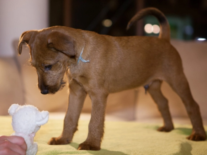 Irish Terrier Welpe zu verkaufen