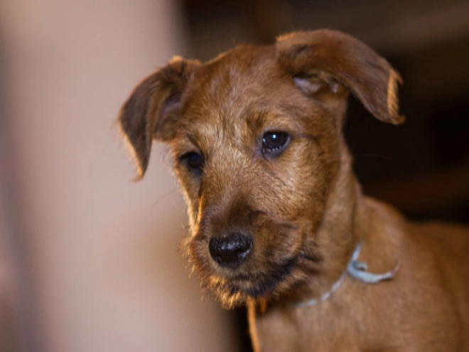 Irish Terrier Welpe zu verkaufen