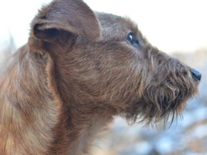 Irish Terrier Welpe kaufen